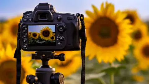 Digital camera photographing a field of sunflowers